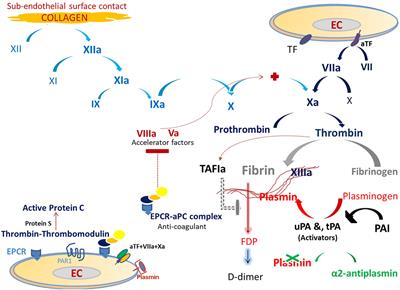 COVID-19-Associated Hyper-Fibrinolysis: Mechanism and Implementations